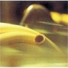 Tuyau wicu jaune 15-1mm rouleau 50m